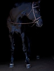 Flex Rider Elegance Hunter Snaffle Bridle, Caramel, Cob slide 2 of 2