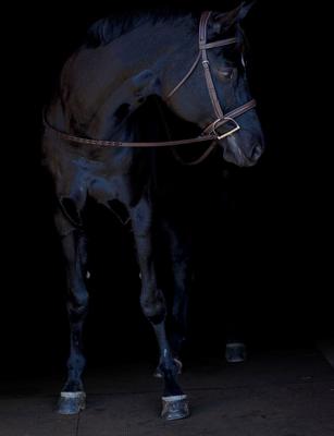 Show full view: Flex Rider Elegance Hunter Snaffle Bridle, Caramel, Cob slide 2 of 2