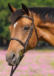 Flex Rider Fancy Stitched Raised Snaffle Bridle, Chocolate, Pony