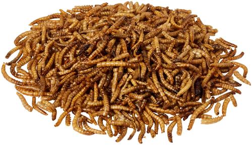 Show full view: Flock Fest Dried Mealworms Adult Poultry Treats, 5-lb bag, 1 count slide 3 of 9