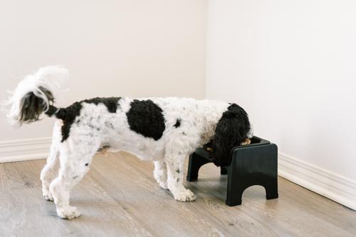 Show full view: Fluff Trough Elevated Dog & Cat Feeder, Purple, Standard slide 7 of 9