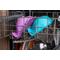 Show in main carousel: Fluff Trough Elevated Dog & Cat Feeder, Purple, Standard slide 8 of 9
