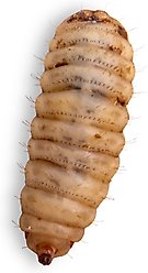 Fluker's Black Soldier Fly Larvae Reptile Food, Large, 100 count
