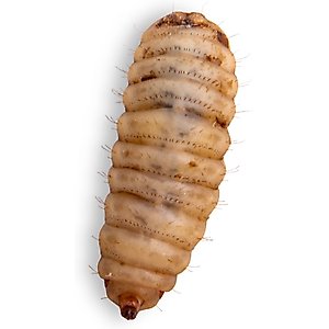 Fluker's Black Soldier Fly Larvae Reptile Food, Large, 100 count