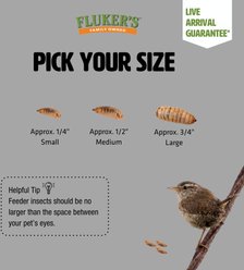 Fluker's Black Soldier Fly Larvae Reptile Food, Large, 100 count slide 2 of 8