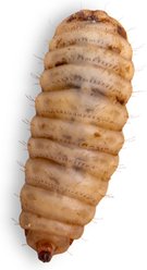 Fluker's Black Soldier Fly Larvae Reptile Food, Large, 250 count