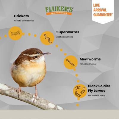 Show full view: Fluker's Black Soldier Fly Larvae Reptile Food, Large, 250 count slide 7 of 8