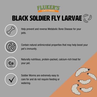 Show full view: Fluker's Black Soldier Fly Larvae Reptile Food, Large, 500 count slide 4 of 9