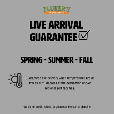 Show full view: Fluker's Black Soldier Fly Larvae Reptile Food, Medium, 100 count slide 5 of 9