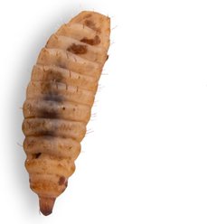 Fluker's Black Soldier Fly Larvae Reptile Food, Small, 100 count