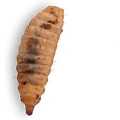 Fluker's Black Soldier Fly Larvae Reptile Food, Small, 100 count