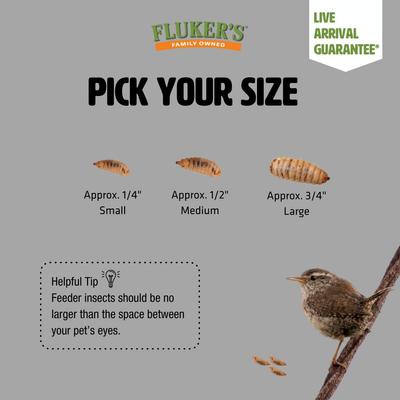 Show full view: Fluker's Black Soldier Fly Larvae Reptile Food, Small, 100 count slide 6 of 9