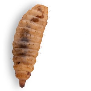 Fluker's Black Soldier Fly Larvae Reptile Food, Small, 1000 count