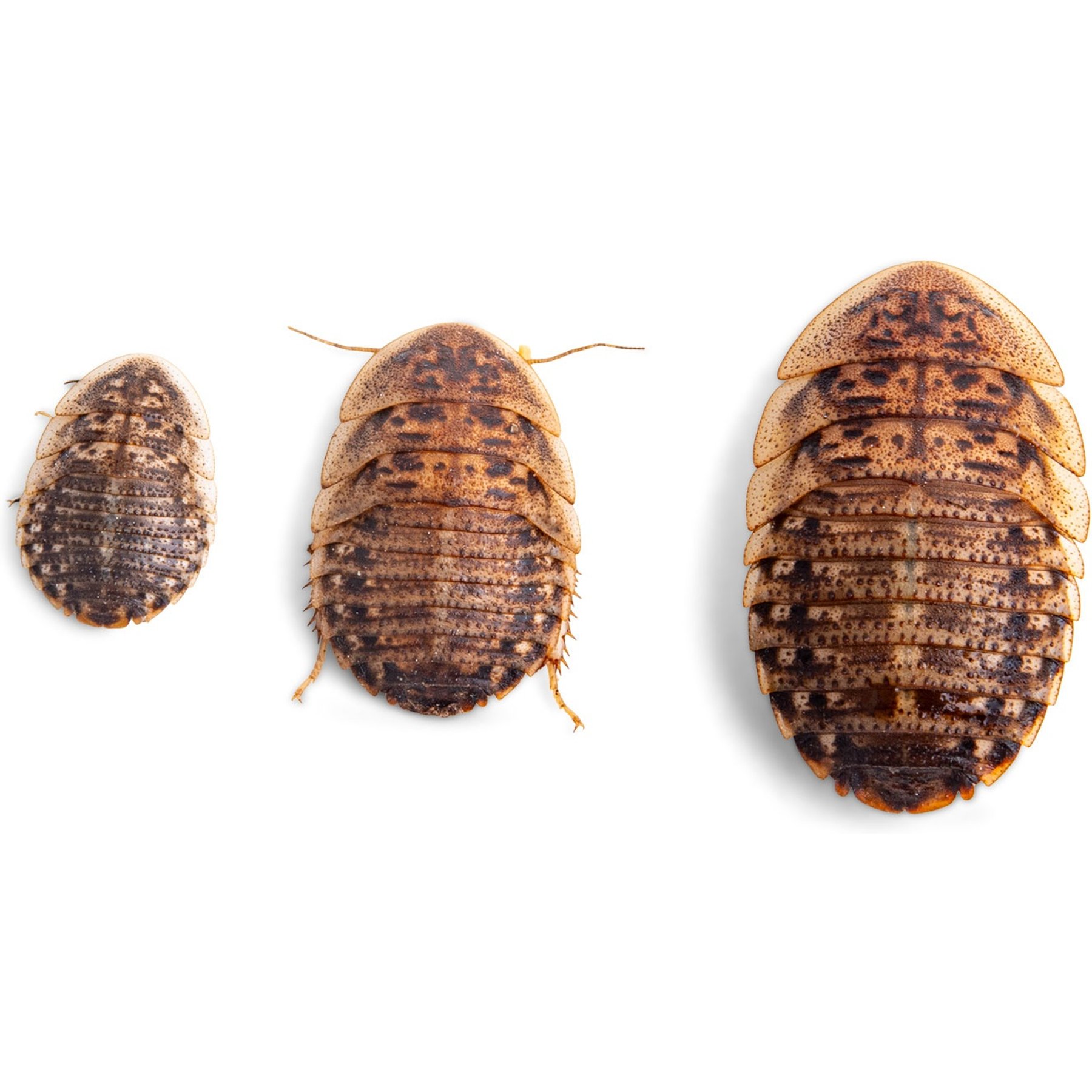 Fluker's Dubia Roaches Live Feed Reptile Food, Large, 500 count