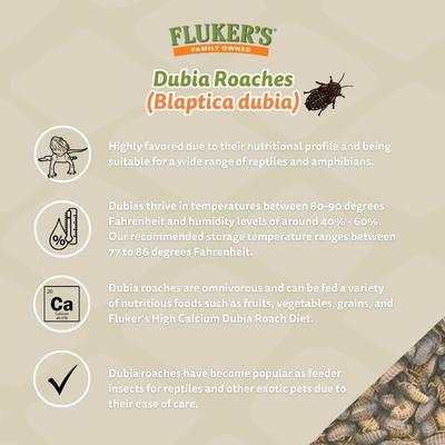 Show full view: Fluker's Dubia Roaches Live Feed Reptile Food, Large, 500 count slide 6 of 9