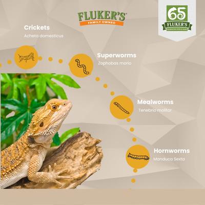 Show full view: Fluker's Dubia Roaches Live Feed Reptile Food, Medium, 100 count slide 7 of 9