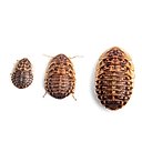 Fluker's Dubia Roaches Live Feed Reptile Food, Small, 50 count