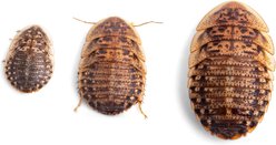 Fluker's Dubia Roaches Live Feed Reptile Food, Small, 500 count