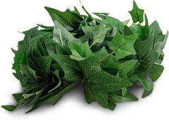Fluker's English Ivy Repta-Vines, 6-ft slide 2 of 2