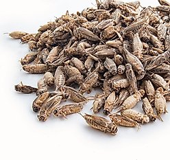 Fluker's Freeze-Dried Crickets Reptile Treats, 1-lb jar slide 2 of 4
