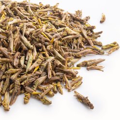 Fluker's Freeze-Dried Grasshoppers Reptile Treats, 1-lb jar slide 2 of 4