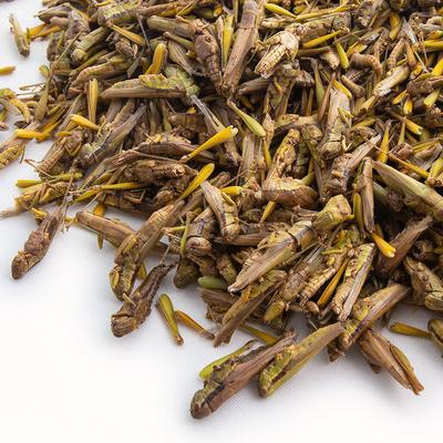 Show full view: Fluker's Freeze-Dried Grasshoppers Reptile Treats, 1-lb jar slide 3 of 5