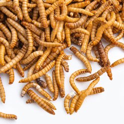 Fluker's Freeze-Dried Mealworm Treats, 1-lb jar slide 2 of 4