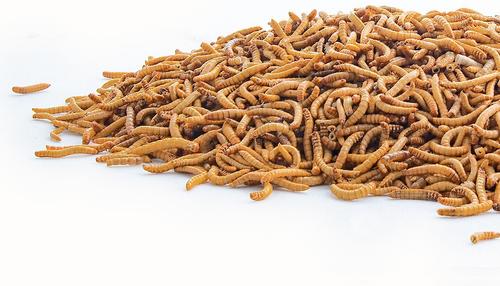Show full view: Fluker's Freeze-Dried Mealworm Treats, 1-lb jar slide 4 of 5