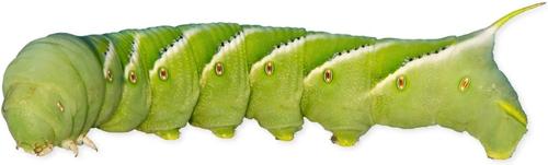 Show full view: Fluker's Hornworms Reptile Food, 25 count slide 1 of 8