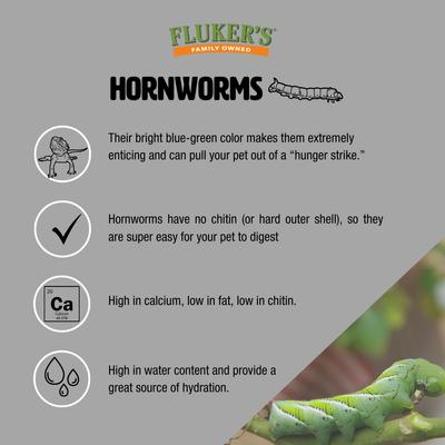 Show full view: Fluker's Hornworms Reptile Food, 25 count slide 4 of 8