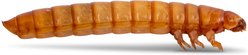 Fluker's Large Live Mealworms Reptile Food, 10000 count