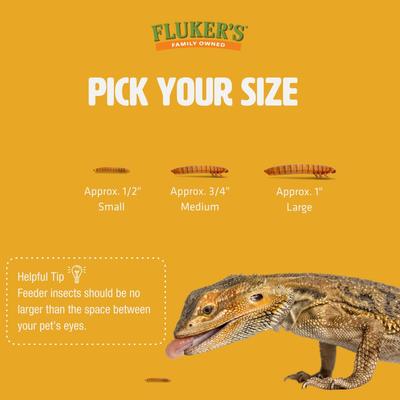 Show full view: Fluker's Large Live Mealworms Reptile Food, 500 count slide 6 of 9
