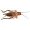 Show in main carousel: Fluker's Live Crickets Reptile Food, Large, 100 count slide 1 of 10