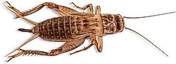 Fluker's Live Crickets Reptile Food, Large, 250 count slide 1 of 9