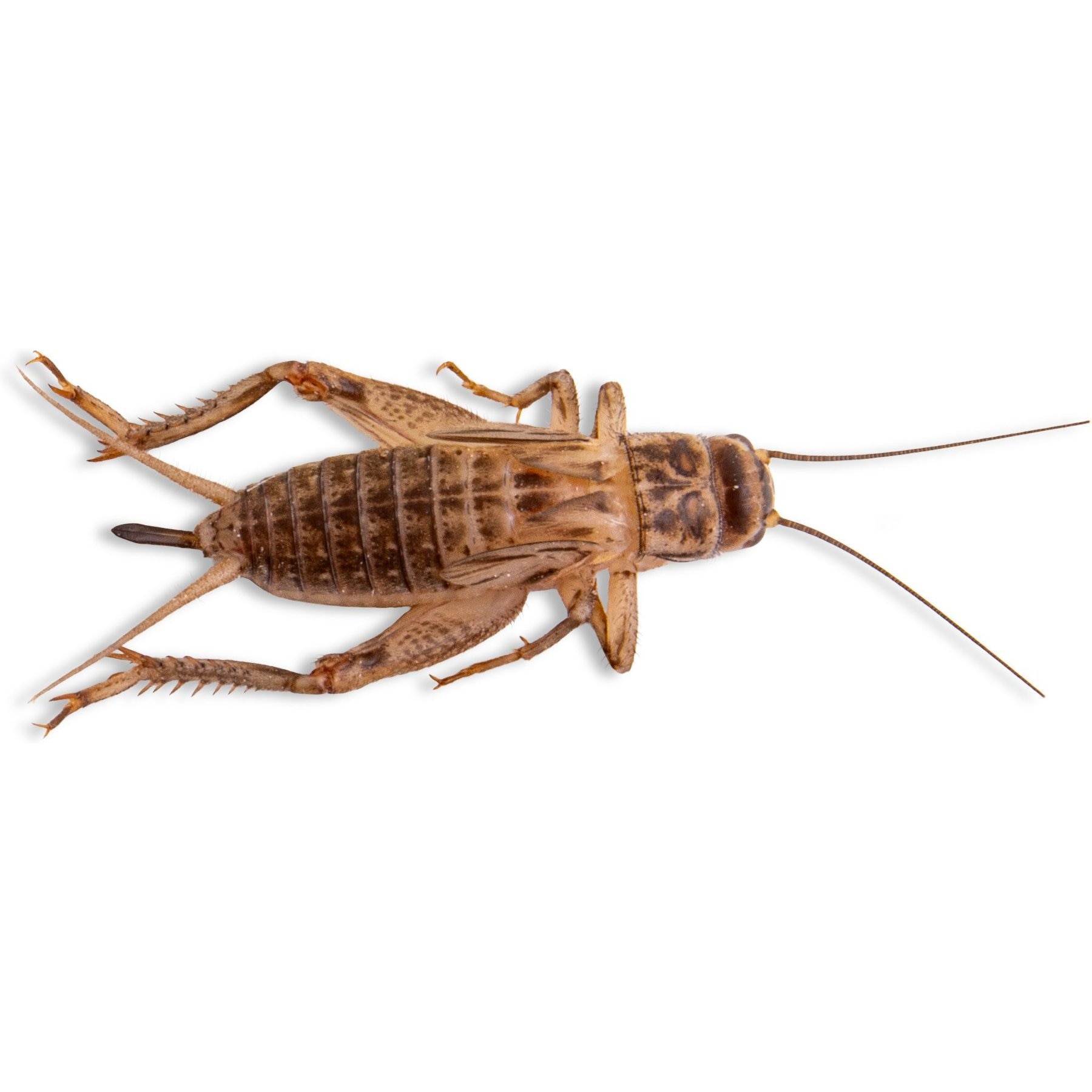 Fluker's Live Crickets Reptile Food, Large, 250 count