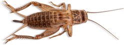 Fluker's Live Crickets Reptile Food, Large, 500 count