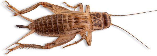 Show full view: Fluker's Live Crickets Reptile Food, Large, 500 count slide 1 of 10