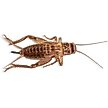 Show in main carousel: Fluker's Live Crickets Reptile Food, Large, 500 count slide 1 of 10