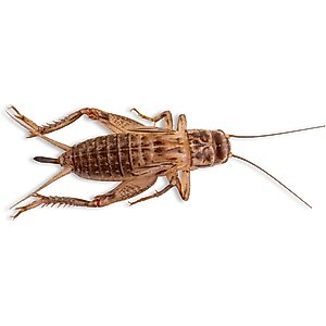 Fluker's Live Crickets Reptile Food, Large, 500 count