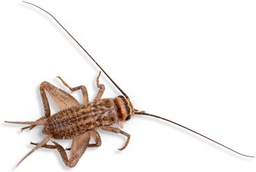 Fluker's Live Crickets Reptile Food, Medium, 100 count