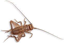 Fluker's Live Crickets Reptile Food, Medium, 1000 count