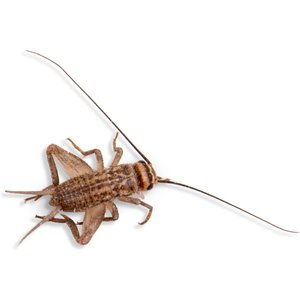 Fluker's Live Crickets Reptile Food, Medium, 1000 count