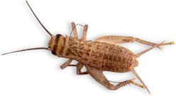 Fluker's Live Crickets Reptile Food, Small, 100 count