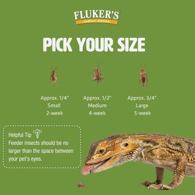 Show full view: Fluker's Live Crickets Reptile Food, Small, 100 count slide 6 of 9