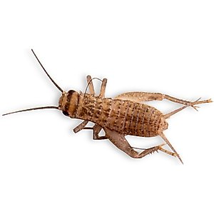 Fluker's Live Crickets Reptile Food, Small, 500 count