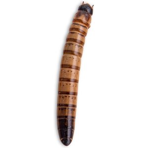 ABDragons Live Hornworms Reptile, Bird, Fish & Small Pet Food