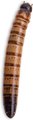 Fluker's Live Superworms Reptile Food, Large, 100 count