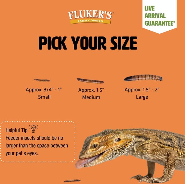 Fluker's Live Superworms Reptile Food