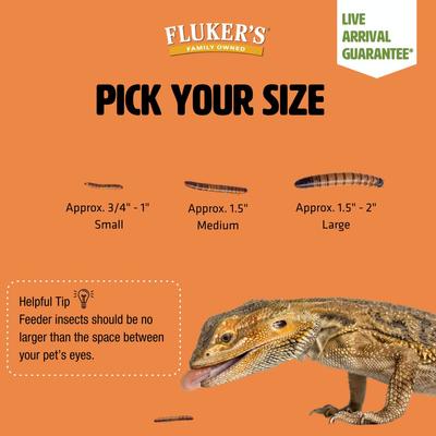 Show full view: Fluker's Live Superworms Reptile Food, Large, 100 count slide 7 of 10