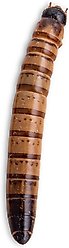 Fluker's Live Superworms Reptile Food, Large, 500 count